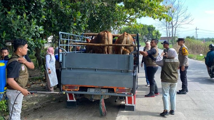 Pengawasan ternak di perbatasan Lamongan jelang Idul Adha