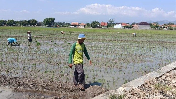 Petani saat garap lahan pertanian di Kabupaten Cirebon