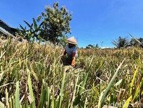 Solusi Atasi Kelangkaan Pupuk dari DPRD Banyuwangi: Dukung Organik!