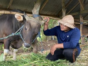 Video Keren, Sapi Milik Peternak Gen Z di Klungkung Dibeli Prabowo Rp 60 Juta
