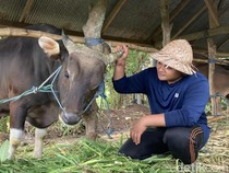 Video Keren, Sapi Milik Peternak Gen Z di Klungkung Dibeli Prabowo Rp 60 Juta
