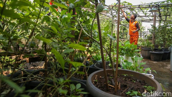 Petugas merawat tanaman padi di area rooftop Kantor Kelurahan Tangki, Jakarta Barat, Senin (18/5/2026).

Di tengah padatnya kawasan perkotaan, area atap bangunan tersebut disulap menjadi lahan hijau produktif.