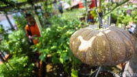 Di tengah padatnya kawasan perkotaan, area atap bangunan tersebut disulap menjadi lahan hijau produktif.