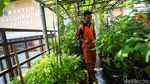 Rooftop Kantor Kelurahan Tangki Dimanfaatkan untuk Pertanian Kota