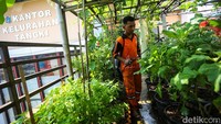 Area atap gedung tersebut dimanfaatkan menjadi lahan pertanian perkotaan oleh petugas PPSU dan kader PKK setempat.