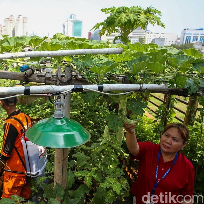 Rooftop Kantor Kelurahan Tangki Dimanfaatkan untuk Pertanian Kota