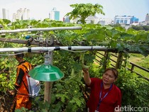 Rooftop Kantor Kelurahan Tangki Dimanfaatkan untuk Pertanian Kota