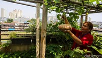 Rooftop seluas 50 meter dan 30 meter persegi itu ditanami padi, aneka sayuran, serta buah-buahan.