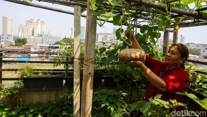 Rooftop Kantor Kelurahan Tangki Dimanfaatkan untuk Pertanian Kota
