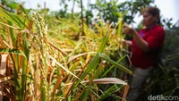 Beragam tanaman tersebut dirawat secara rutin agar tetap tumbuh subur di tengah cuaca perkotaan yang cenderung panas.