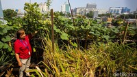 Selain bernilai ekonomis, keberadaan urban farming itu juga membuat lingkungan kantor kelurahan terlihat lebih hijau dan asri.  
