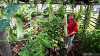 Petugas tampak memanen sayuran yang sudah siap di panen.