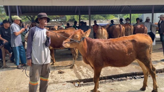 Sapi di Pasar Hewan Tikung