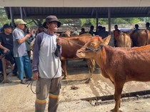 Jelang Idul Adha, Harga Sapi Kurban di Jatim Naik hingga Rp 3 Juta