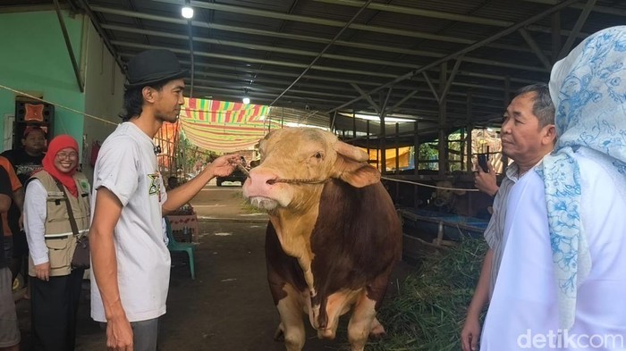 Sapi kurban presiden