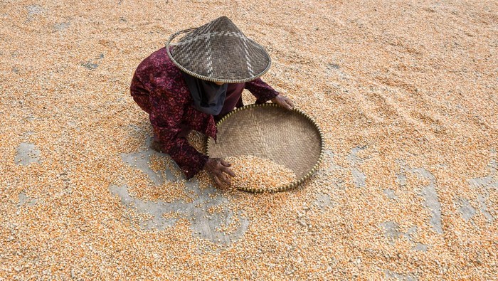 Petani memetik jagung varietas NK 306 Garuda di lahan pertanian Gapoktan Harapan Laksana, Desa Sukamulya, Kabupaten Ciamis, Jawa Barat, Senin (18/5/2026). Perum Bulog mencatat telah menyerap hampir 300 ribu ton jagung kering dan menargetkan penyerapan satu juta ton jagung dari petani pada 2026 dengan harga Rp5.500 per kilogram, sementara harga pasar mencapai Rp6.300 per kilogram. ANTARA FOTO/Adeng Bustomi/kye