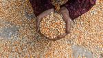 Serapan Jagung Nasional Digenjot hingga Satu Juta Ton