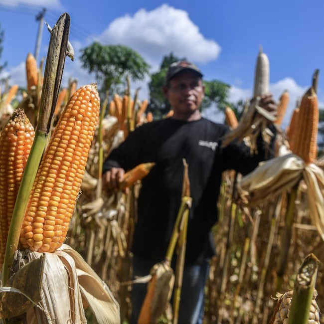 Serapan Jagung Nasional Digenjot hingga Satu Juta Ton