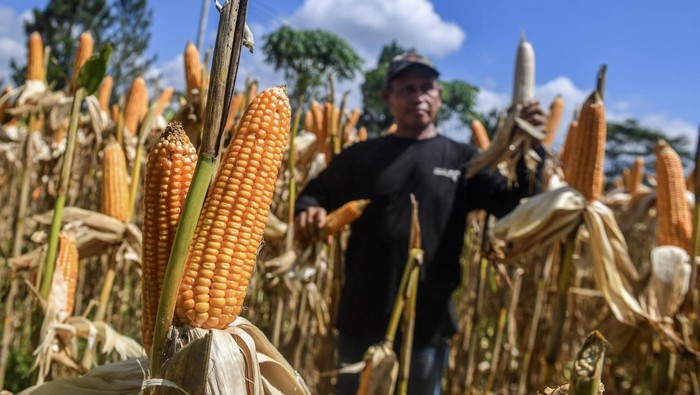 Petani memetik jagung varietas NK 306 Garuda di lahan pertanian Gapoktan Harapan Laksana, Desa Sukamulya, Kabupaten Ciamis, Jawa Barat, Senin (18/5/2026). Perum Bulog mencatat telah menyerap hampir 300 ribu ton jagung kering dan menargetkan penyerapan satu juta ton jagung dari petani pada 2026 dengan harga Rp5.500 per kilogram, sementara harga pasar mencapai Rp6.300 per kilogram. ANTARA FOTO/Adeng Bustomi/kye