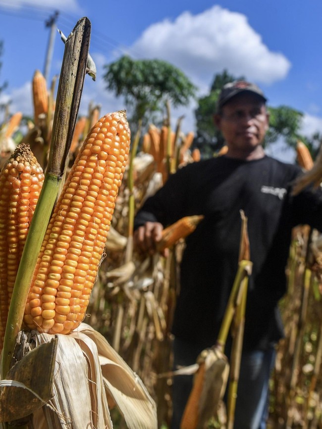 Serapan Jagung Nasional Digenjot hingga Satu Juta Ton