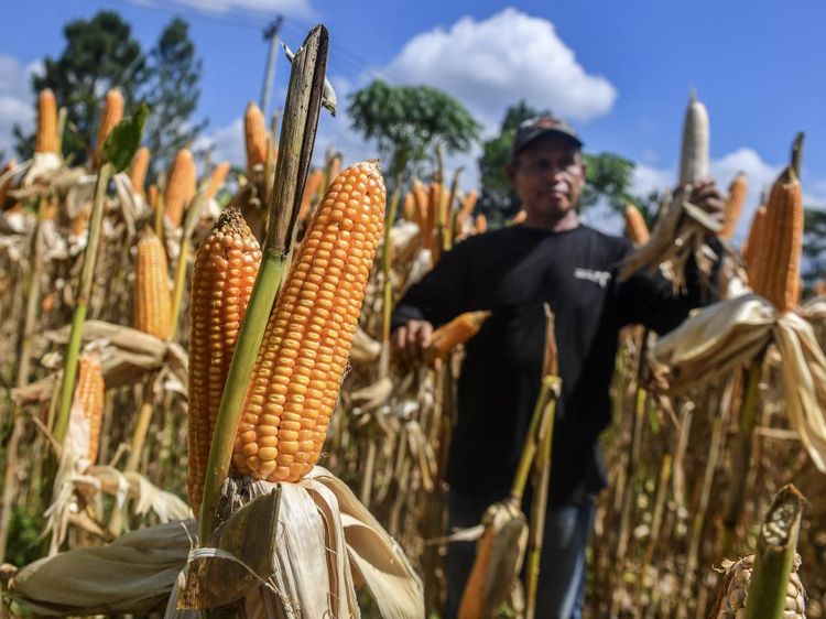 Serapan Jagung Nasional Digenjot hingga Satu Juta Ton