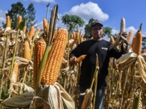 Serapan Jagung Nasional Digenjot hingga Satu Juta Ton