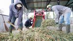 Aceh Kembangkan Bibit Sapi Unggul untuk Ketahanan Pangan
