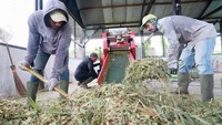 Sejumlah petugas mengolah pakan untuk sapi di Balai Pembibitan Ternak Unggul dan Hijauan Pakan Ternak (BPTU-HPT) Indrapuri, Aceh Besar, Aceh. ANTARA FOTO/Akramul Muslim