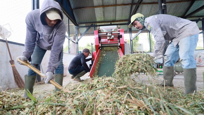Sejumlah petugas mengolah pakan untuk sapi di Balai Pembibitan Ternak Unggul dan Hijauan Pakan Ternak (BPTU-HPT) Indrapuri, Aceh Besar, Aceh, Senin (18/5/2026).  BPTU-HPT Indrapuri mengelola sebanyak 1.682 ekor sapi Aceh, termasuk 24 ekor hasil persilangan dengan ras lain seperti Aceh-Belgian Blue dan Belgian Blue-Wagyu sebagai upaya penguatan kualitas bibit ternak guna mendukung program ketahanan pangan nasional, serta menargetkan penjualan 215 ekor bibit sapi pada 2026. ANTARA FOTO/Akramul Muslim/nz