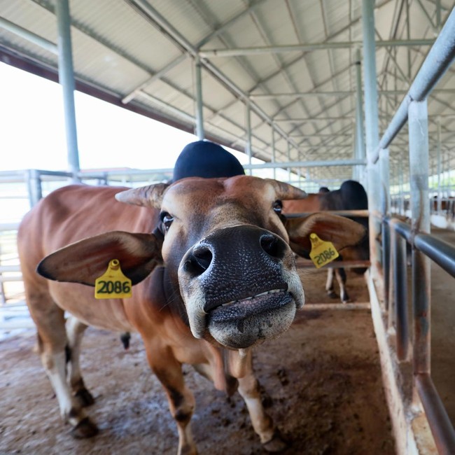Aceh Kembangkan Bibit Sapi Unggul untuk Ketahanan Pangan