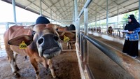 BPTU-HPT Indrapuri mengelola 1.682 ekor sapi Aceh, termasuk 24 ekor hasil persilangan dengan ras lain seperti Aceh-Belgian Blue dan Belgian Blue-Wagyu. ANTARA FOTO/Akramul Muslim