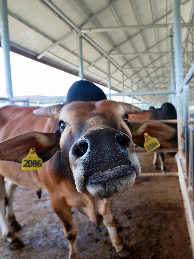 Aceh Kembangkan Bibit Sapi Unggul untuk Ketahanan Pangan