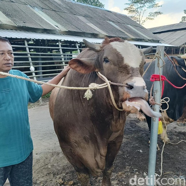 Menilik Kandang Sapi Jumbo di Lumajang, Diminati Pembeli dari Surabaya hingga Jakarta