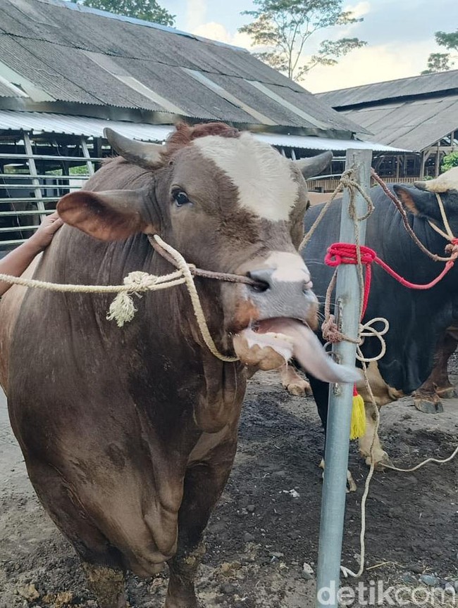 Menilik Kandang Sapi Jumbo di Lumajang, Diminati Pembeli dari Surabaya hingga Jakarta