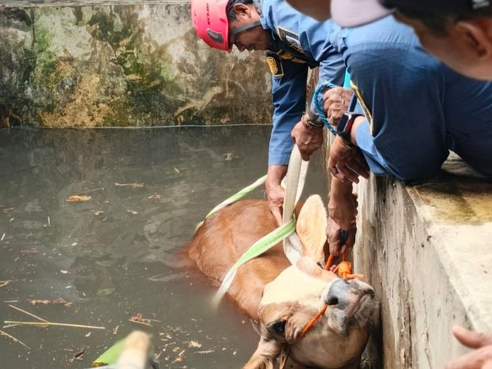 Proses evakuasi sapi yang tercebur sumur di Temuireng, Jatinom, Klaten, Selasa (19/5/2026).