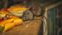 Waspada! Tikus dan Kecoak Mudah Datang karena 5 Makanan Ini