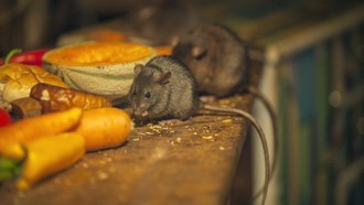 Waspada! Tikus dan Kecoak Mudah Datang karena 5 Makanan Ini