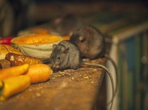 Waspada! Tikus dan Kecoak Mudah Datang karena 5 Makanan Ini