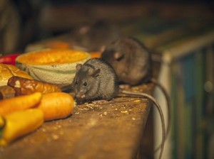 Waspada! Tikus dan Kecoak Mudah Datang karena 5 Makanan Ini