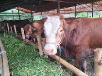 Ketentuan Pembagian Daging Kurban, Ini Penjelasannya