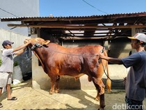 Penampakan Predator, Sapi Kurban 1,1 Ton Milik Prabowo di Sukabumi