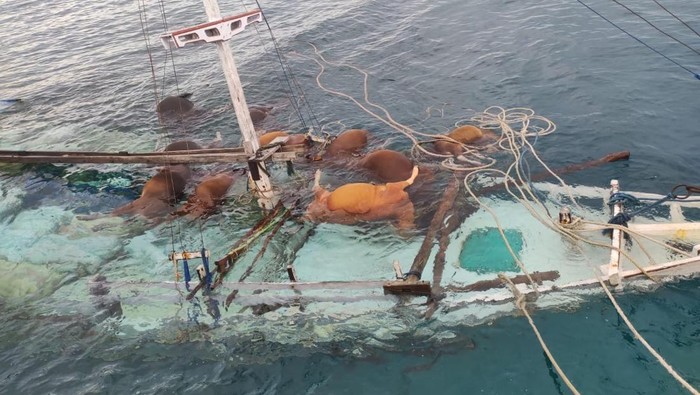 Kapal muat ternak tenggelam di Selayar menyebabkan 13 ekor sapi mati.