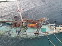 13 Sapi Mati Akibat Kapal Tenggelam di Selayar Ternyata Hewan Kurban