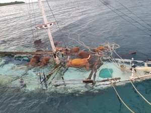 13 Sapi Mati Akibat Kapal Tenggelam di Selayar Ternyata Hewan Kurban
