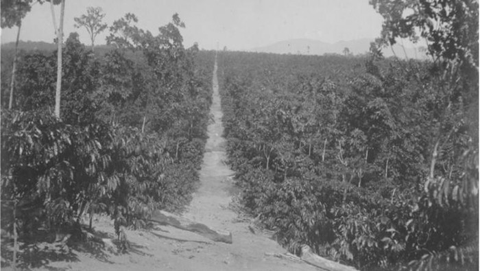 Keterangan foto : Karet dan Kopi Robusta di Siantar Estate, milik HVA, 1920 (Sumber: kitlv.nl)