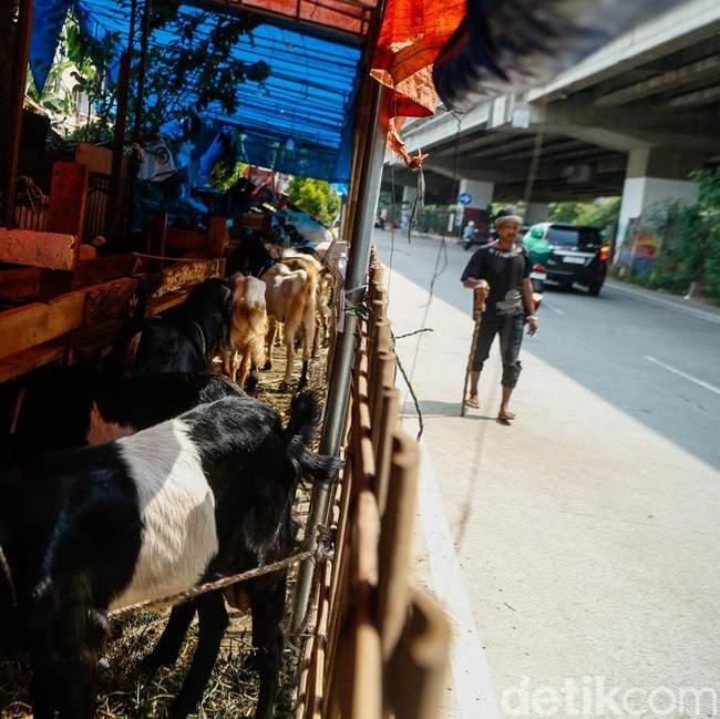 Pemprov DKI Larang Pedagang Jual Hewan Qurban di Trotoar