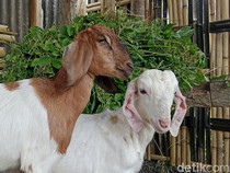 Khusus Idul Adha, Penjual Kambing Kurban di Lombok Timur Siapkan Gratis Ongkir