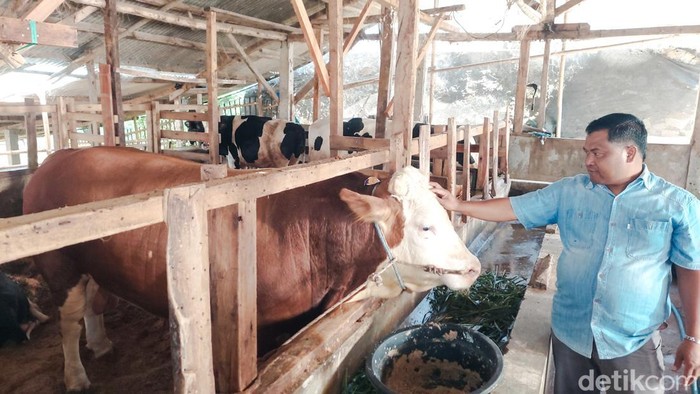 penampakan sapi kurban milik Presiden Prabowo di Bandung Barat