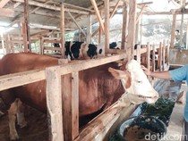 Mayor, Sapi Jumbo 1 Ton Asal Cisarua yang Dibeli Prabowo
