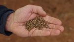 Petani Australia Kurangi Tanam Gandum Akibat Biaya Naik